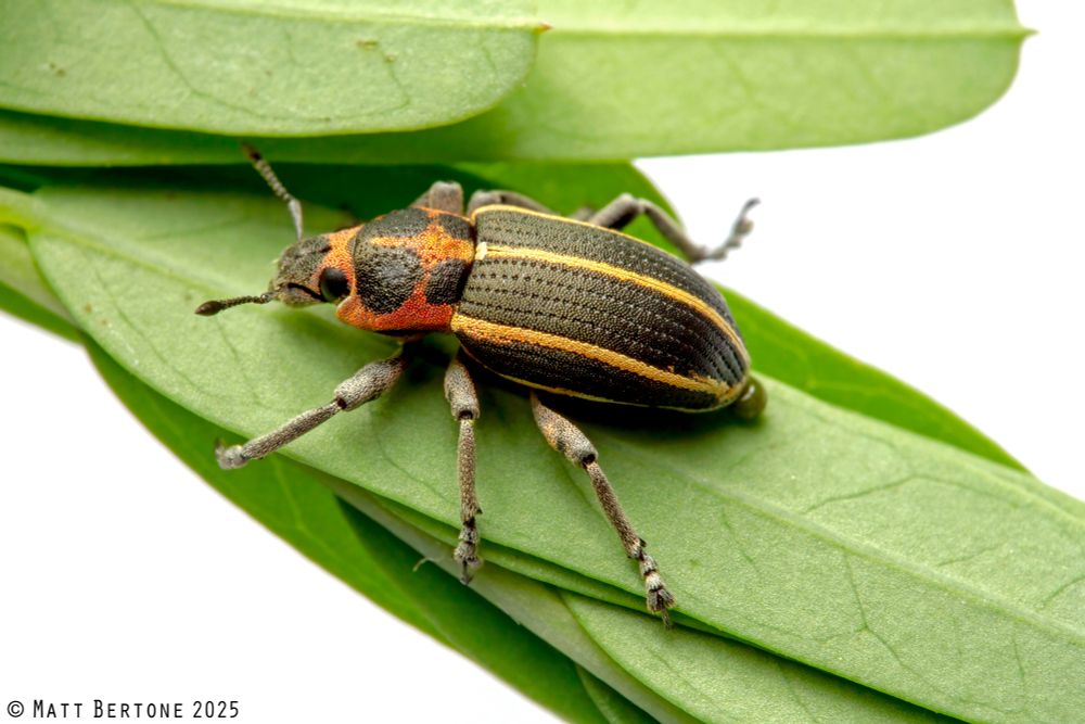 A cylindrical weevil sits on green leaflets on a white background. It has gray legs, and a granular black surface made up of scales. There are reddish orange scales on the back of the head and on the thorax, the thorax pattern marking the edges and a plus sign on the center. The wing covers have three yellow orange scale stripes running the length.