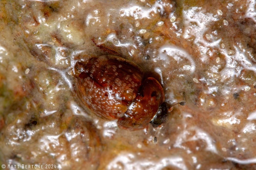 A saucer-shaped, reddish brown sap beetle in the family Nitidulidae, walking among slimy ooze from a rotting tree. It's covered in small translucent mites.