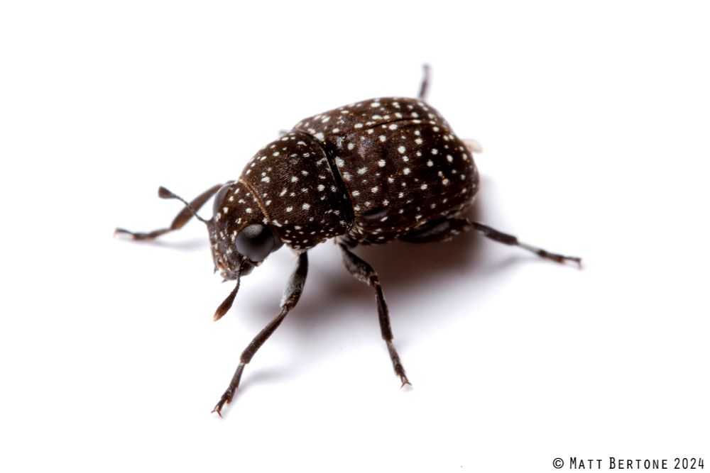 compact black fungus weevil with white spots on a white background