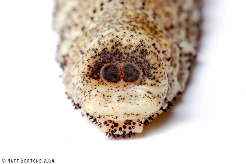 Looking into the rear end of a cream colored maggot on a white background. It is covered in splotches and various sized, dark thorny spines arranged in bands and scattered among the integument. The center has a shallow cavity with two large spiracles next to each other, looking like eyes.