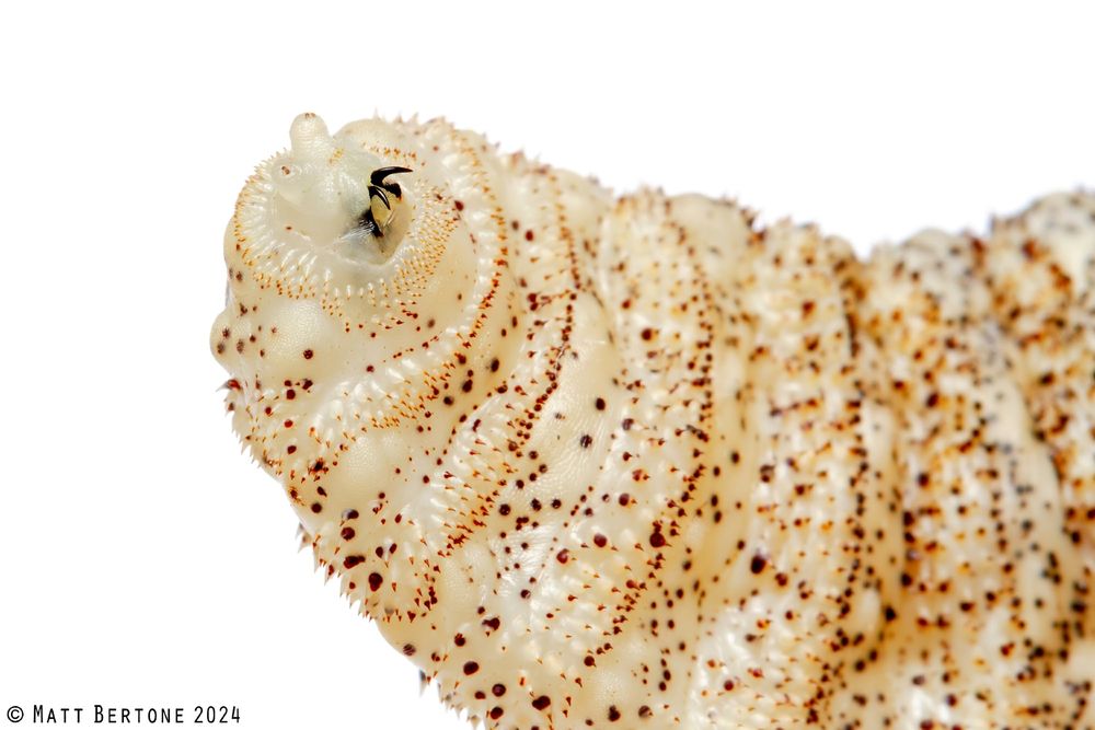 The anterior region or head and thorax of a cream colored maggot on a white background, laying on its back. It is covered in various sized, dark thorny spines arranged in bands and scattered among the integument, and you can see a pair of sharp, fang-like mouthhooks poking out near the front of the face.
