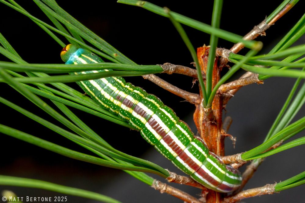 A smooth green caterpillar with off-white stripes running down its back sits among pine needles on a pine twig. It has a reddish brown stripe in the middle of the back between two of the off-white stripes. The neck is turquoise and it has yellow stripes on the head. 