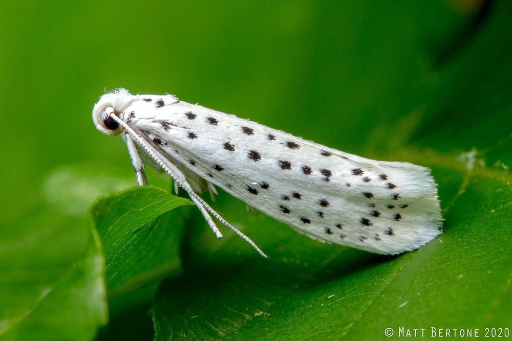 A long ermine moth in the family Yponomeutidae resting on a leaf. It is pure white except the black polka dots, making it look like a Dalmatian.