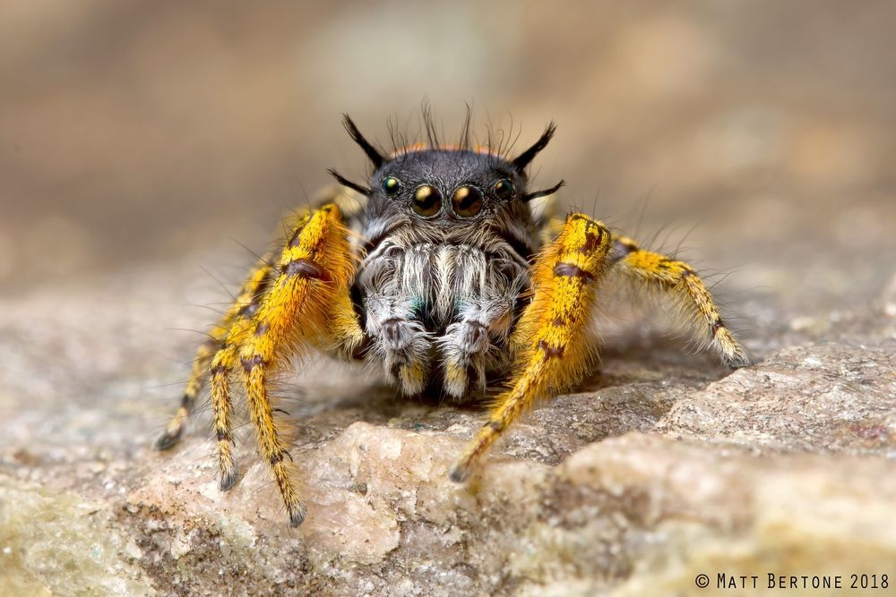 A jumping spider on a rock looking at the camera. It has yellow legs, a gray beard and black spiky hair tufts on its head. It's chelicerae or jaws bearing the fangs, are metallic blue-green.