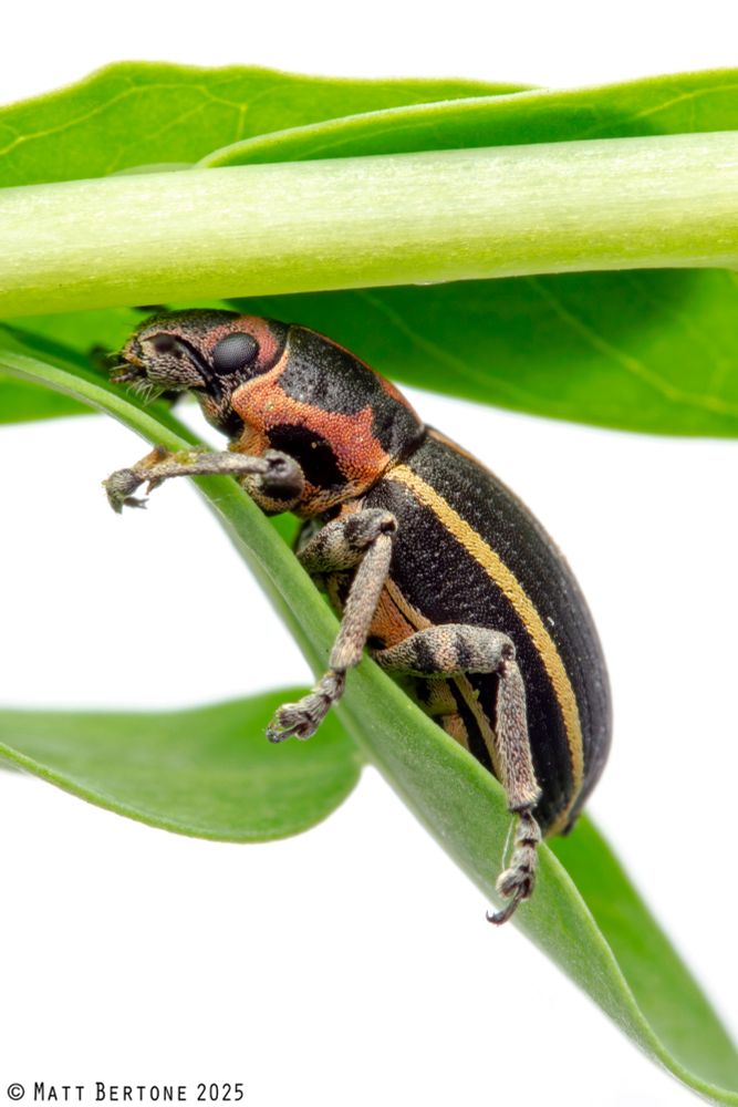 Side view of a cylindrical weevil sits on green leaflets on a white background. It has gray legs, and a granular black surface made up of scales. There are reddish orange scales on the back of the head and on the thorax, the thorax pattern marking the edges and a plus sign on the center. The wing covers have three yellow orange scale stripes running the length.