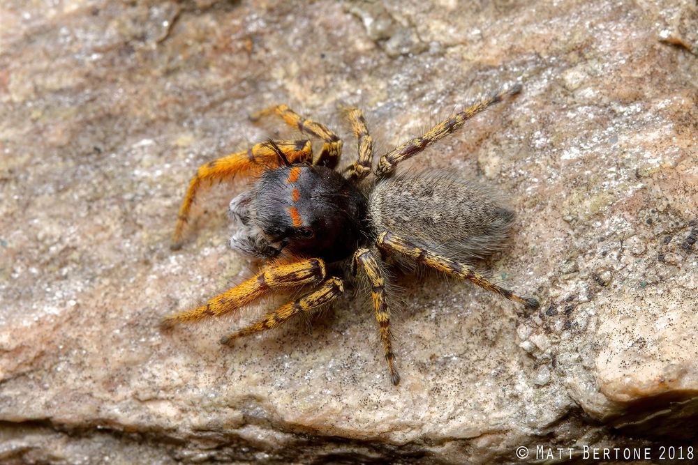 A jumping spider on a rock viewed from above. It has yellow legs, a gray beard and black spiky hair tufts on its head. It also has three red patches on the top of the head and a gray abdomen.