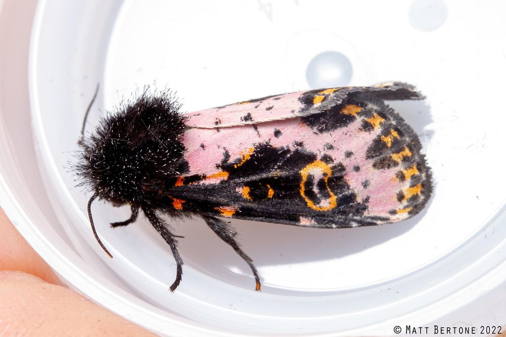 The Spanish moth, a species in the family Noctuidae. It has fluffy black fur on its thorax, that's tipped with white. The wings are longitudinally half pink and the other half is black and orange patterned.