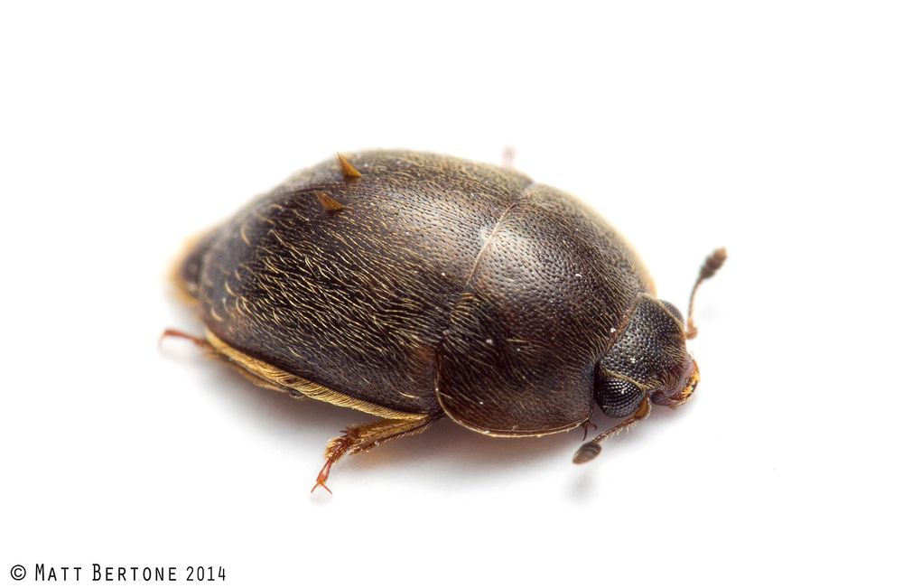 A saucer-shaped, brown sap beetle in the family Nitidulidae, on a white background. It's covered in fine hairs, with a small triangle made of spiky hairs on the top of each wing covering. These triangles look like tiny racing fins.