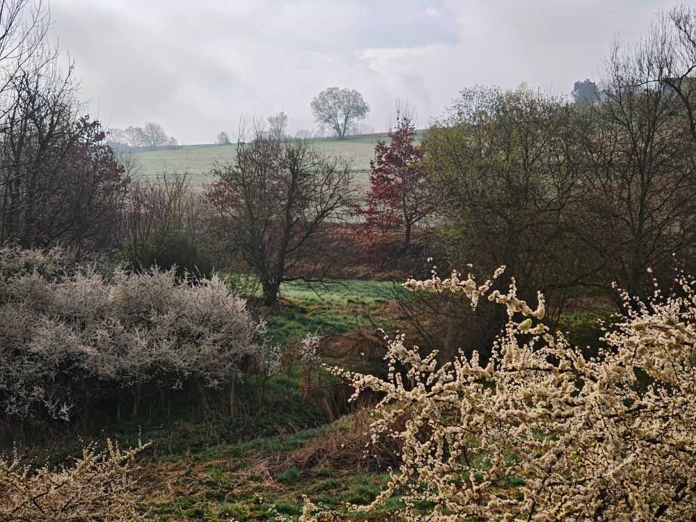 Nature image of spring season and trees in bloom