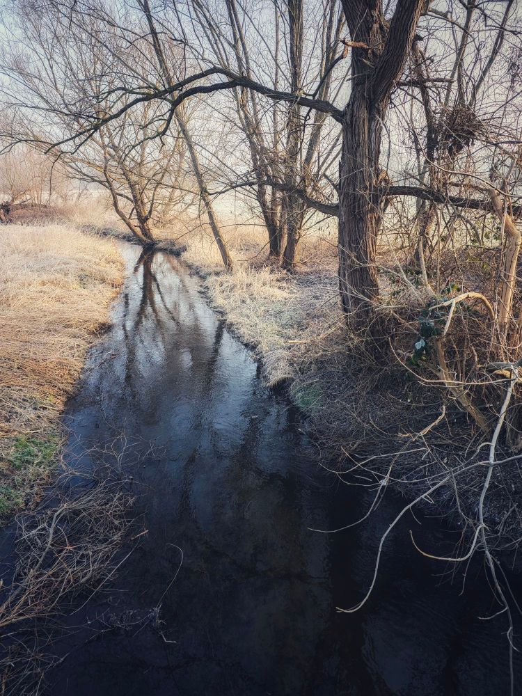 Brook with trees on a cold winter day