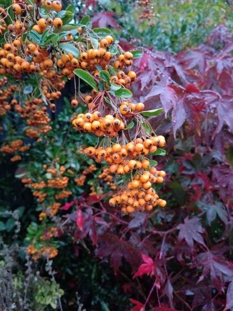Photo of Himalayan firethorn fruit