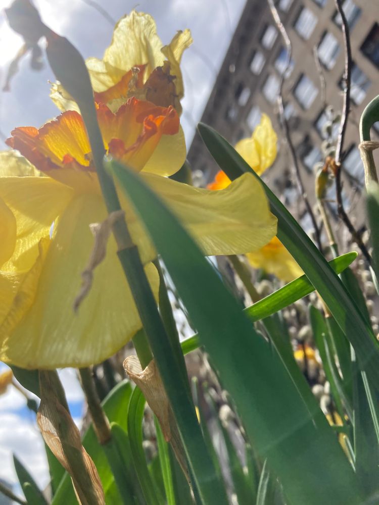 Yellow daffodils viewed from below it, with green leaves around it and buildings in the distance behind it all. 