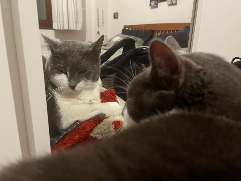 A picture of my cat lying in front of a mirror, same as the first but with her eyes slightly more closed.