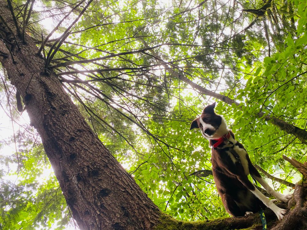upshot of a border collie and some trees