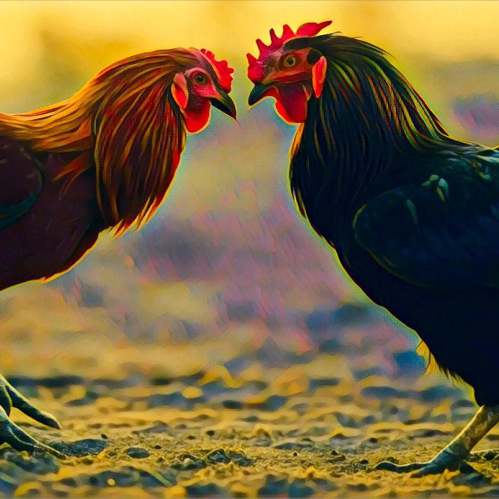 Gallo negro te lo advierto: no se rinde un gallo rojo más que cuando está ya muerto 