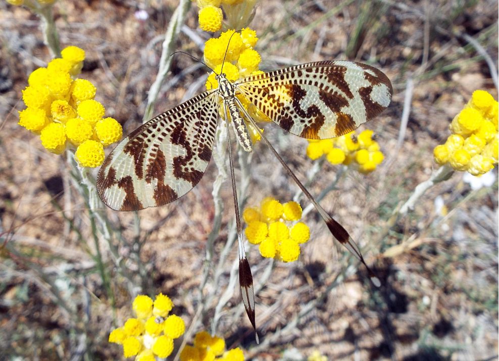 Insecto del orden Neuroptera, llamado Nemoptera bipennis. Tiene un par de alas anteriores grandes, anchas y coloreadas de marrón y amarillo, y otro par de alas posteriores muy largas y delgadas que terminan en una expansión. Parece que actúan como estabilizadores de vuelo. El insecto está posado en las flores amarillas de una planta llamada Helichrysum.