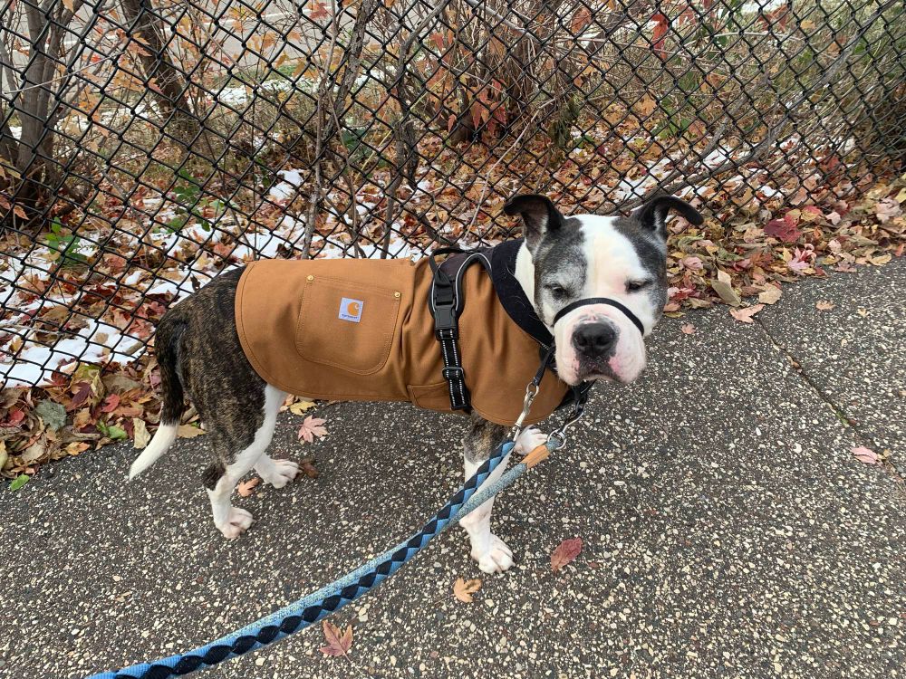 An American Bulldog dressed in a Carhartt jacket out for a walk