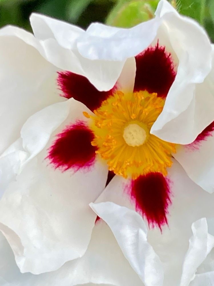Close up on a white rock rose flower with red and yellow in its center.