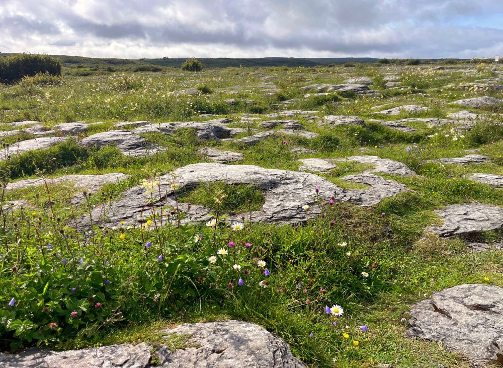 A photograph of the flat, stoney landscape of the Burren. Wildflowers grow between the cracks in the stone.