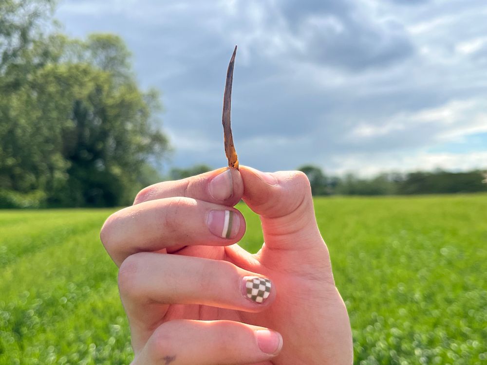 A photo of a hand holding an elegant honey-coloured flint point.