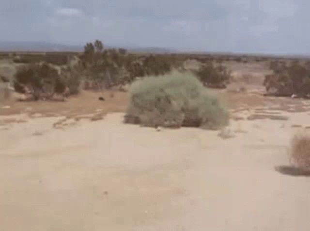 a blurred image of a desert landscape with trees and bushes