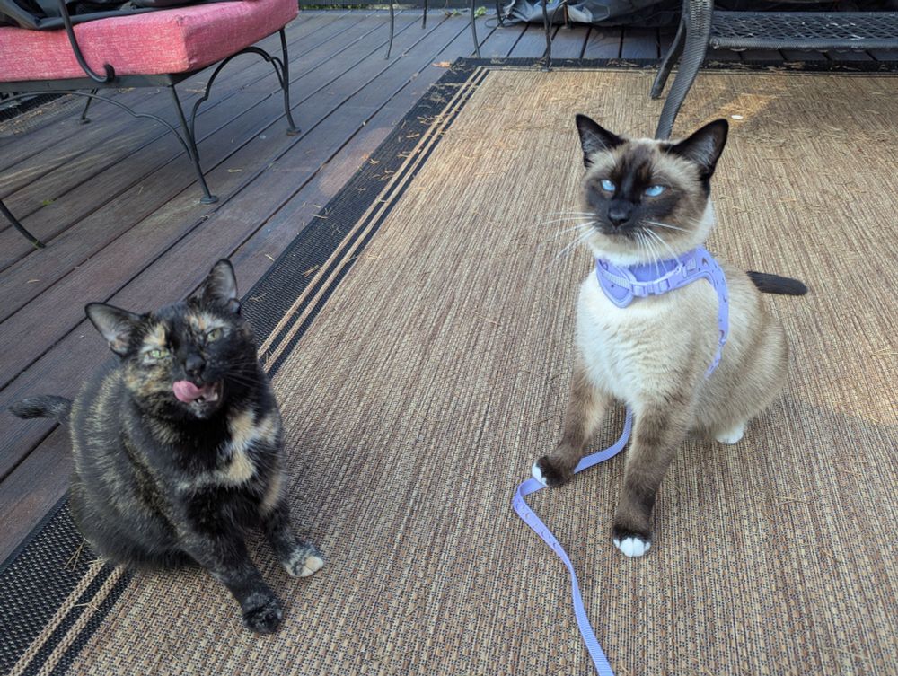 Marbles is a cat. She's got her tongue out. Casey Jones is another cat, he's got a purple harness on because I don't trust him outside 