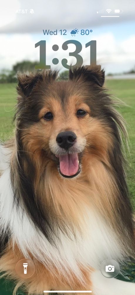 Screenshot of an iPhone 17 Pro lock screen with a prominent photo of Cooper the Shetland Sheepdog. The time is 1:31 PM on November 12, 2025. The temperature is 80 degrees, and it is raining.