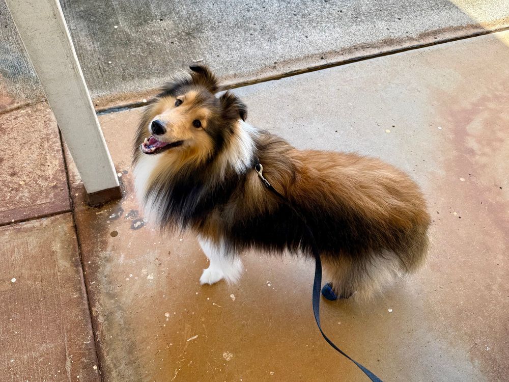 Bailey, a Shetland Sheepdog, waits patiently to enter the house.