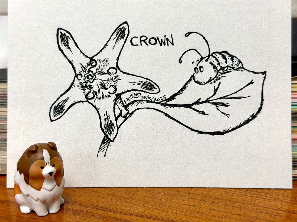 Inktober 2025 day 3: Crown. An ink drawing of a crown flower, which host Monarch butterflies here in Hawaii, with a caterpillar on an attached leaf. An Angry Sheltie figurine props up the paper the drawing is on.