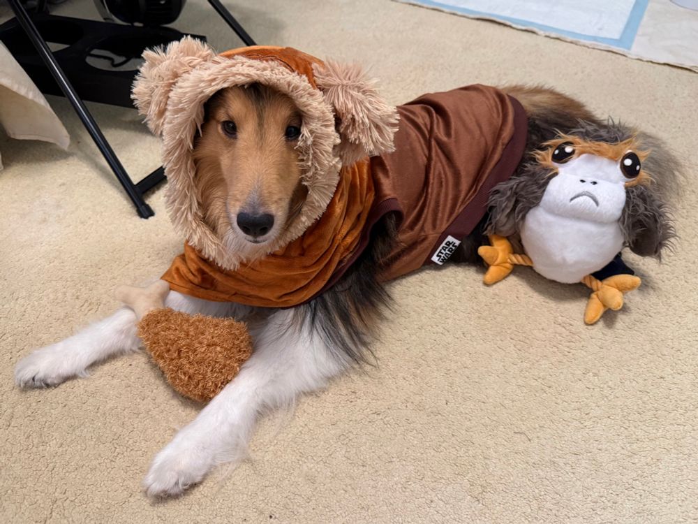Bailey, a Shetland Sheepdog, wears the costume of an Ewok, the small teddy bear-like forest dweller from the Star Wars series. A dog toy of a Porg, another Star Wars creature, rests against his posterior.