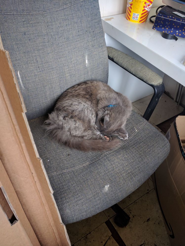 Guen, the grey haired nebelung cat is again on supervisor duties in the garden as she is curled up snoozing on a grey chair in the potting shed.