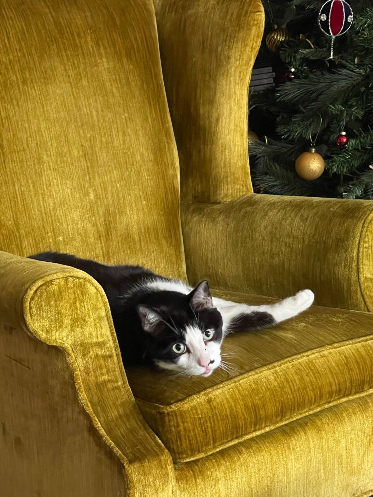 Black and White Cat laying in golden armchair looking criminally adorable 