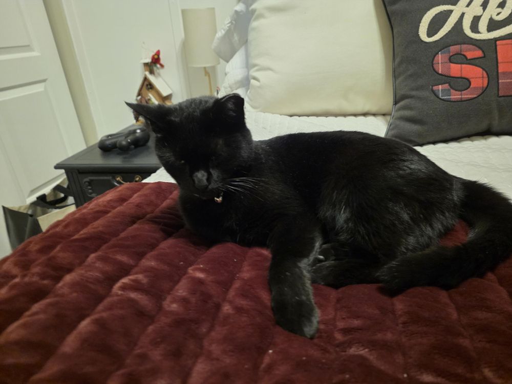 A black cat on a bed with cream and brown colored blankets