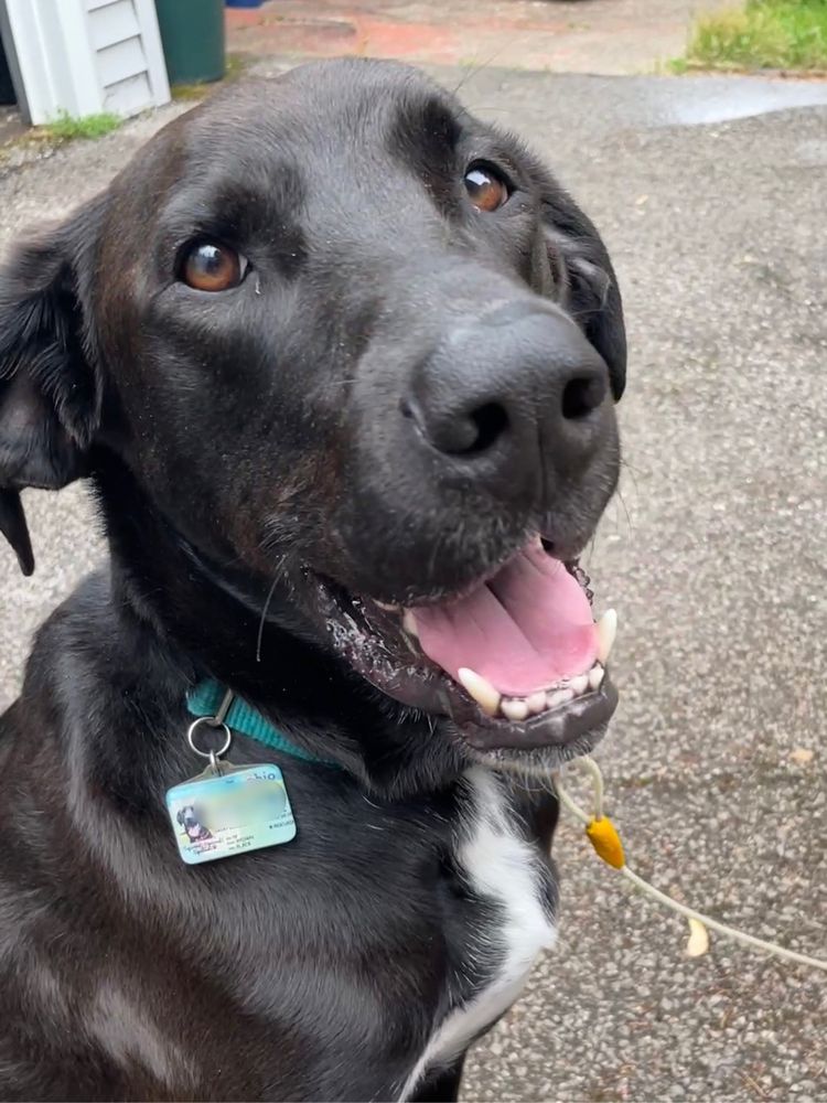 A photo of a black dog, believed to be a Great Dane and Labrador mix.
