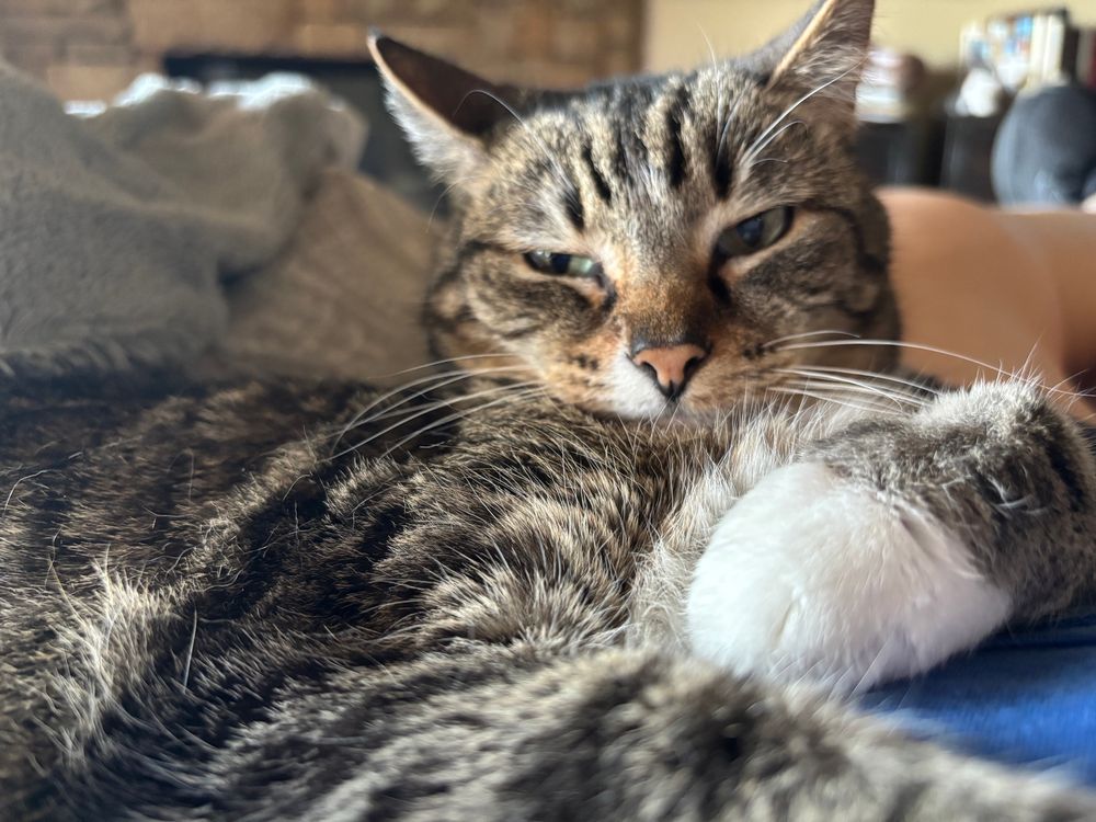 Picture of Glitter kitty.