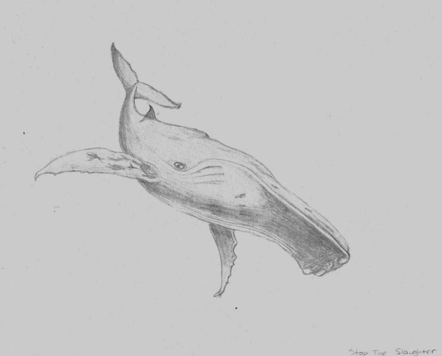 A graphite pencil drawing of a whale, inspired by the painting 'Stop the Slaughter' by Rodney Matthews