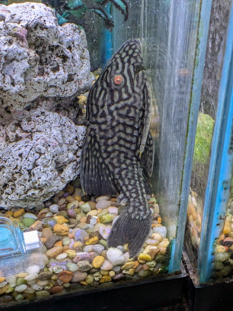 Watermelon pleco about 6" long 