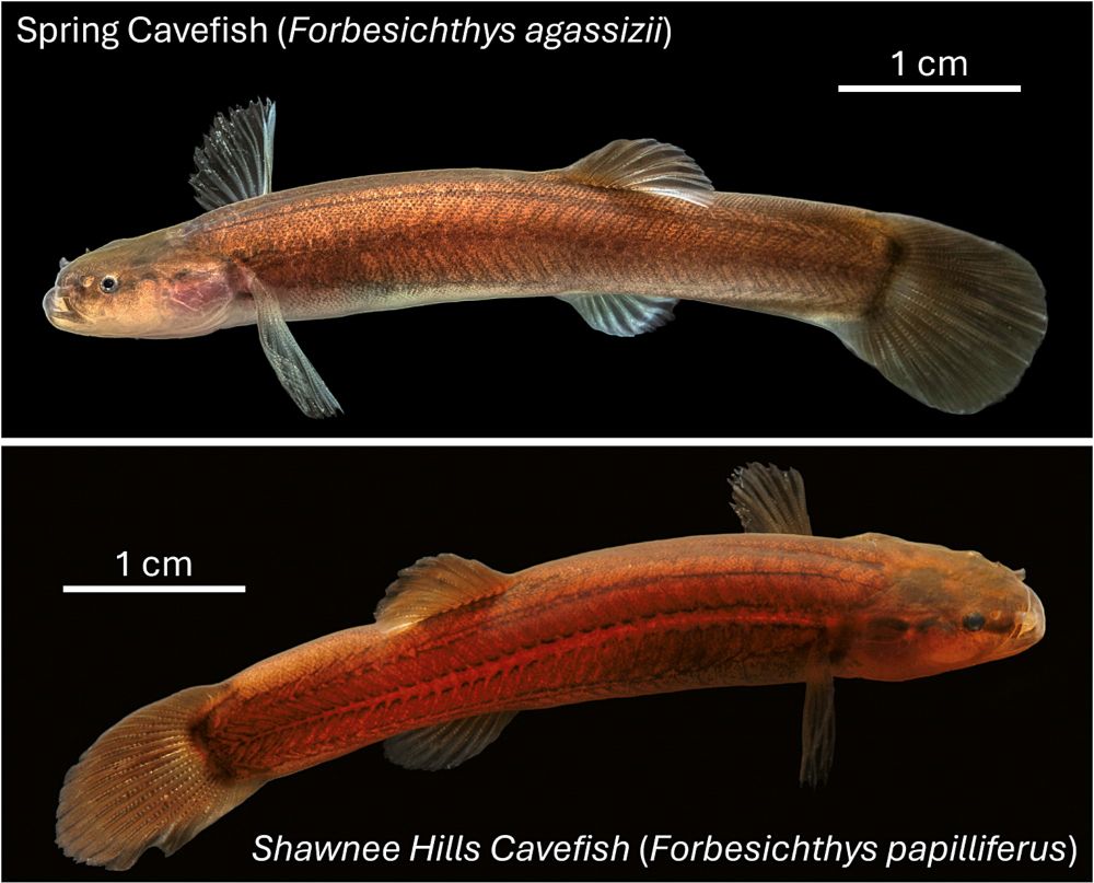 Population genomics and mitochondrial DNA reveal cryptic diversity in North American Spring Cavefishes (Amblyopsidae, Forbesichthys) - Conservation Genetics