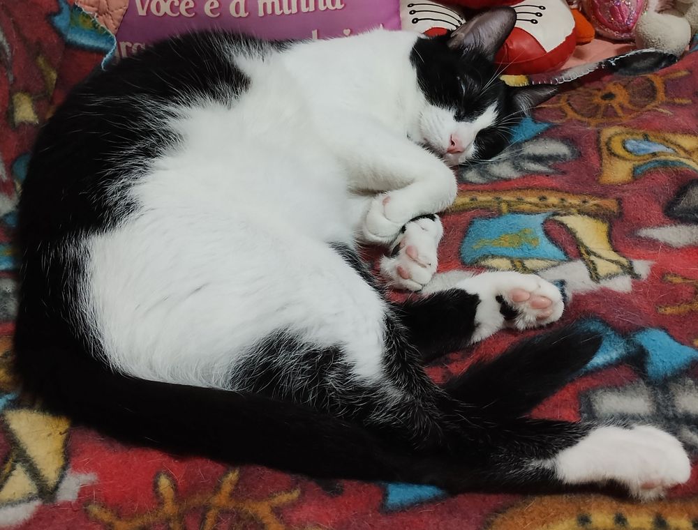 Gato preto e branco dormindo em cima de um cobertor vermelho com figuras de barquinho.