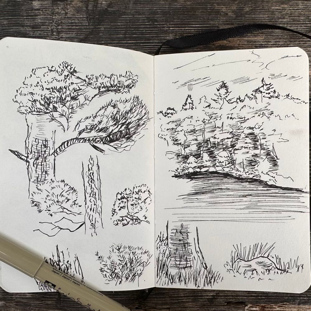 Drawings forest,