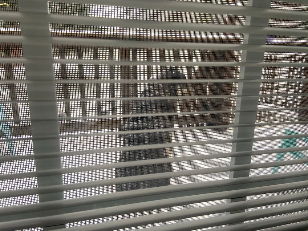 A photo of a dog sitting on a deck while it is snowing. 