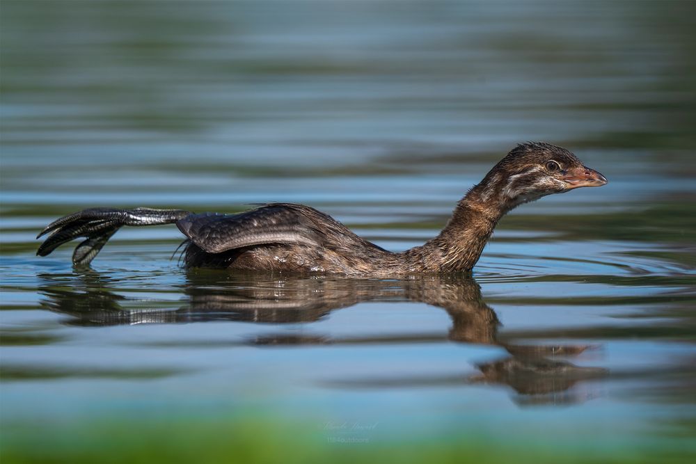 Same bird, same shot as the "portrait" but uncropped. Look at those huge feet with lobed toes! The bird has its head and neck stretched forward, and a wing stretched backward.