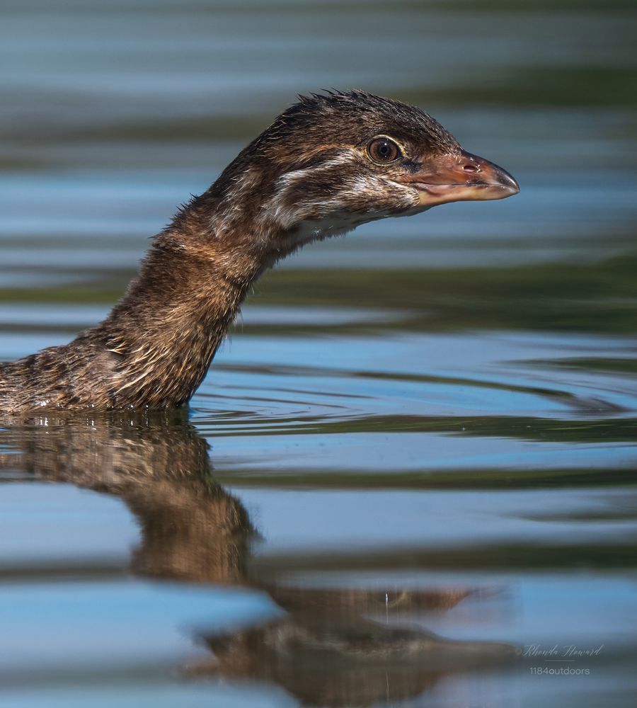Brown bird in water, showing some white “tiger stripes” on the face and down the neck. The neck and head are stretched forward.
