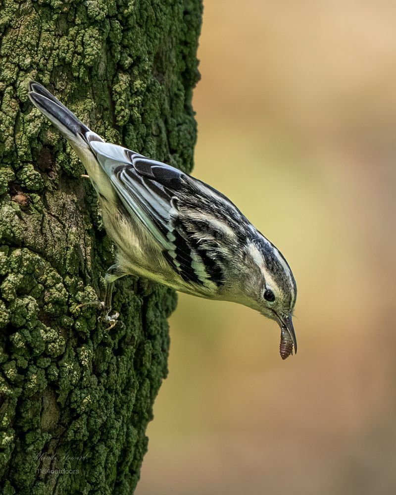 Small black and white bird walking upside down a tree trunk, with a fat insect of some kind in its bill. The tree trunk has some mossy texture and the background is blurry colors of fall.