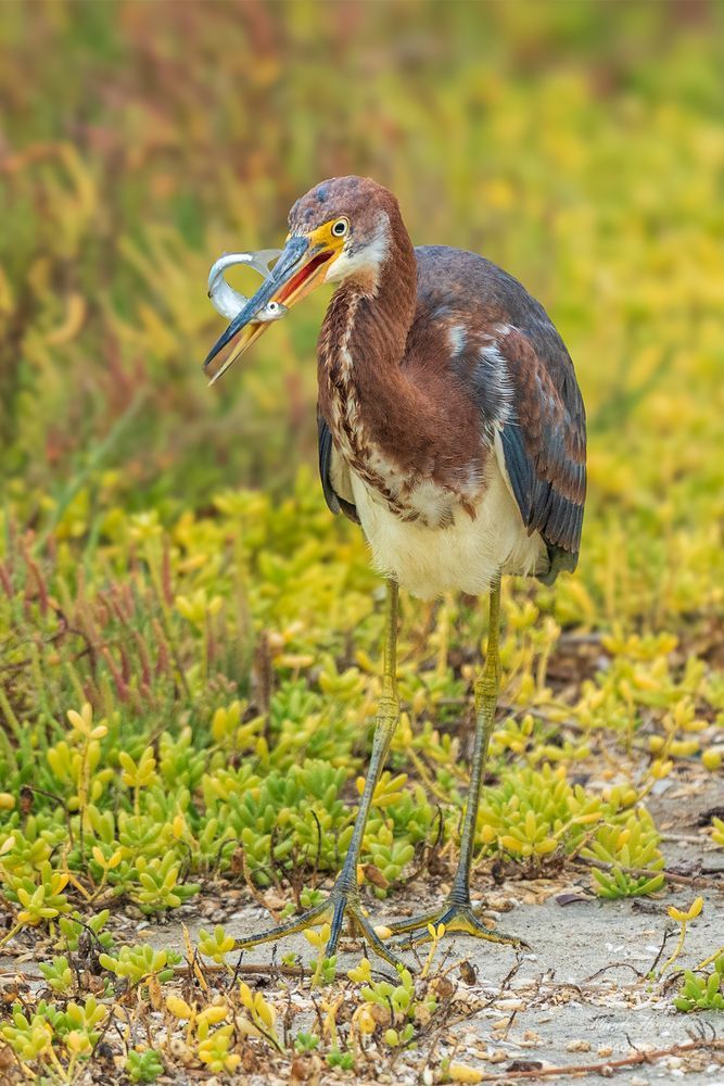 Bird with fish in its bill walking away from a nearby Reddish Egret. This bird has a chestnut red head and neck with white racing striped down the front of that looooong neck. The rest of its body is slate blue with some chestnut red patches. Its belly is white, its legs are long and greenish yellow. In the background is blurry colorful pickleweed.