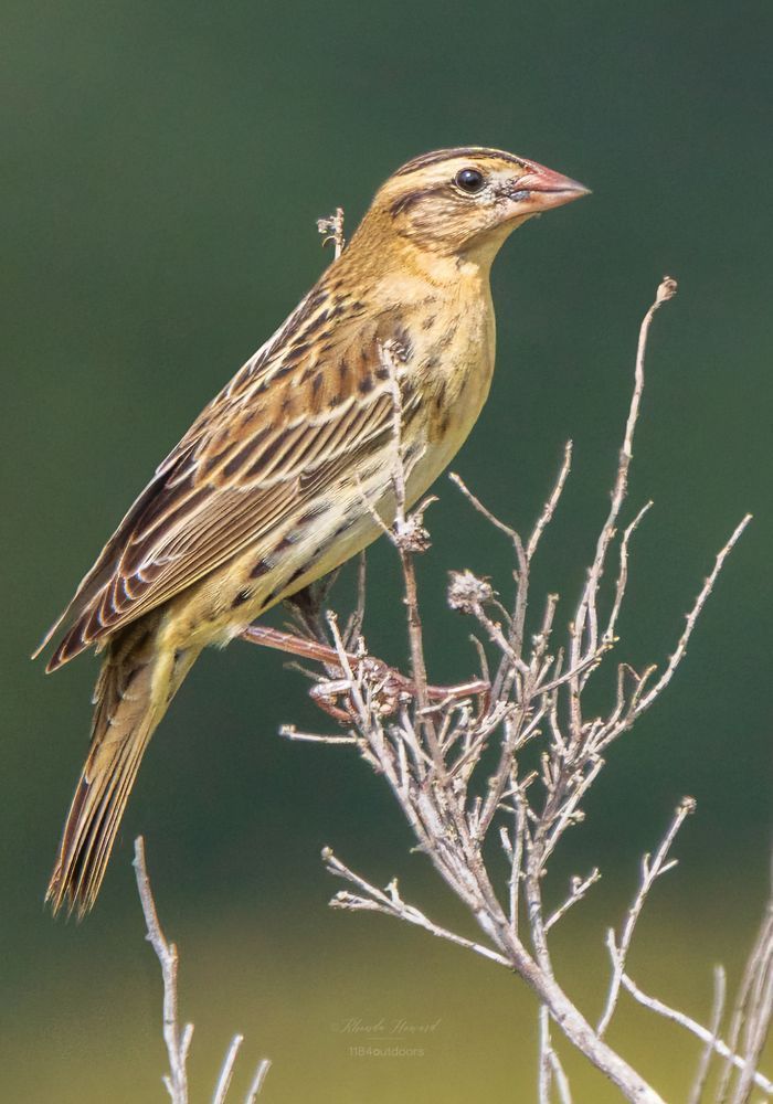 Buffy yellow bird with brown crown stripes, and brown pattered back and wings. The BOBO is perched on some coastal scrub with blurry foliage in the background.