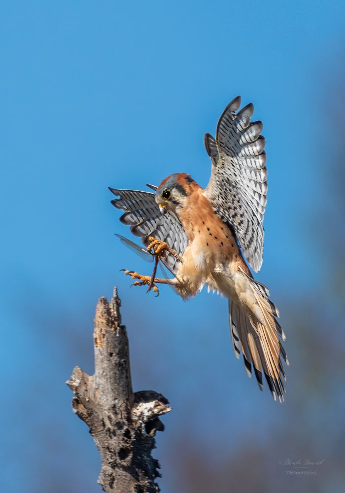 A dainty falcon (male) with 2 distinct black facial stripes, white underwings barred with black, rust underside of tail, with black subterminal stripe & white tip. Subject has wings out & tail feathers flared as he approaches his landing atop a snag. 