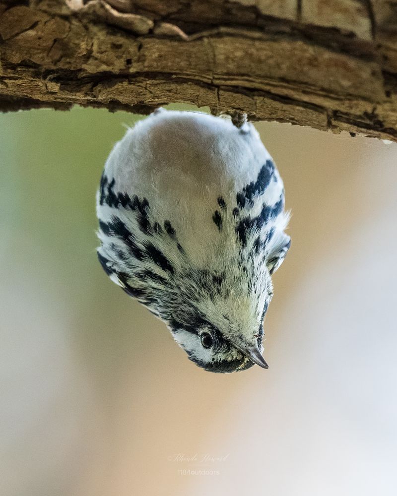 Might be a young male (adult males have a black throat). A small bird with bold black & white coloring is hanging upside down from the bottom of a large tree branch. The background is blurry with hues of green and warm brown.
