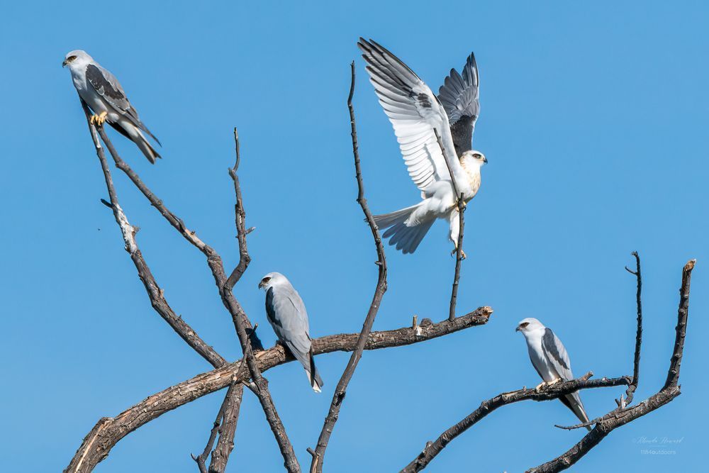 Three birds with white and light gray feathers (except for a patch of black on the shoulder) are facing left, they're perched with wings down. One bird is facing right and has its wings up, and tail feathers flared. In addition to the white and gray feathers, the contrarian has a "necklace" of faint gold spots around its neck and upper breast because it's a recently fledged (ie, young) bird. All four birds are White-tailed Kites, and they're perched on various limbs of a bare tree with blue sky in the background.