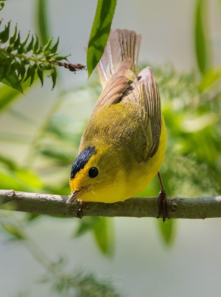 Small yellow bird leaning forward over his perch, looking toward the viewer. He has very dark eyes and a little black crown.